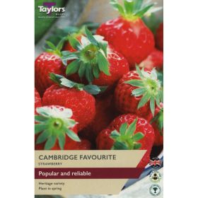 Strawberry Cambridge Favourite - Pack of 3